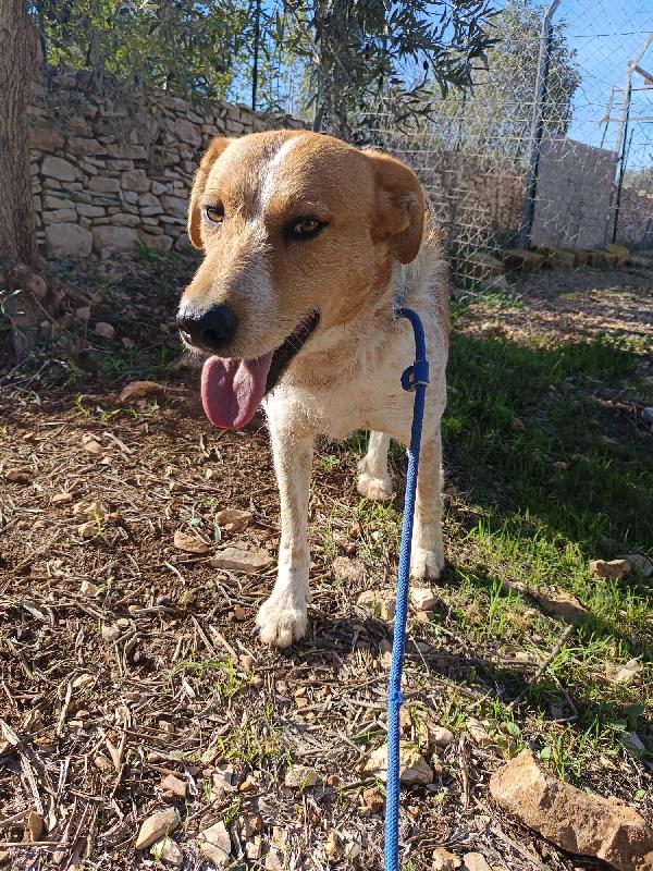 Kiss, giovane meticcio 3 anni e mezzo Foto 3